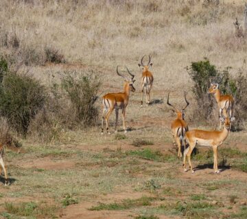 How Kenya's Private Conservancies Are Saving Wildlife