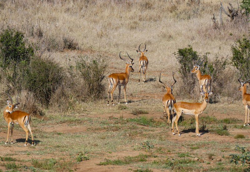 How Kenya's Private Conservancies Are Saving Wildlife How Kenya's Private Conservancies Are Saving Wildlife