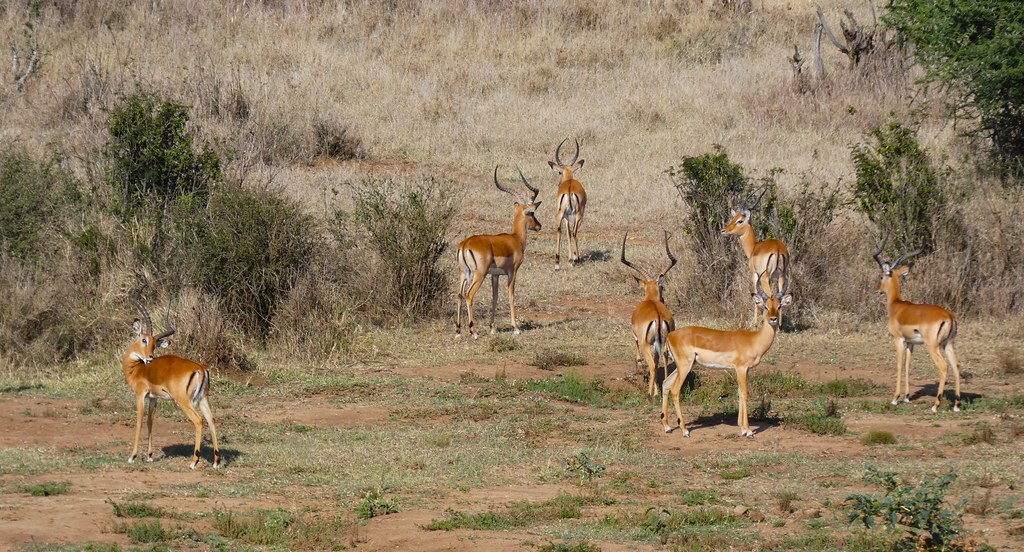 How Kenya's Private Conservancies Are Saving Wildlife