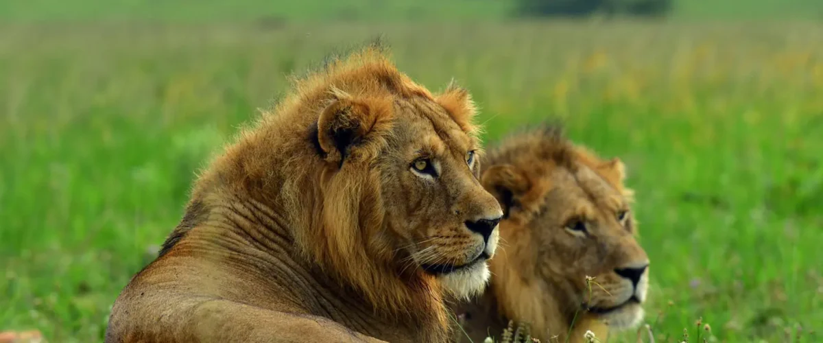 First Time Uganda Safari