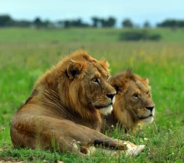 First Time Uganda Safari