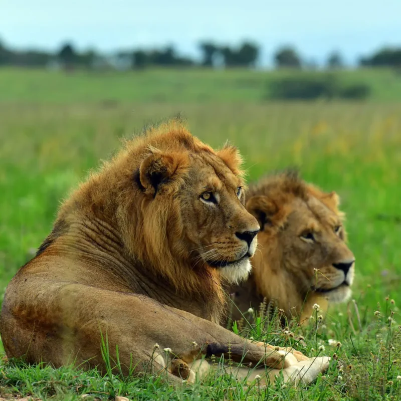 First-Time Uganda Safari First-Time Uganda Safari