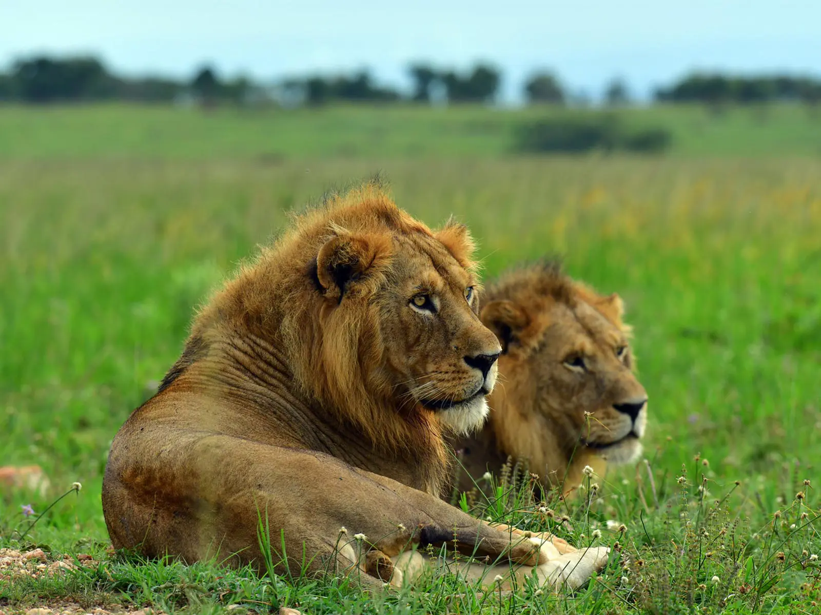 First Time Uganda Safari