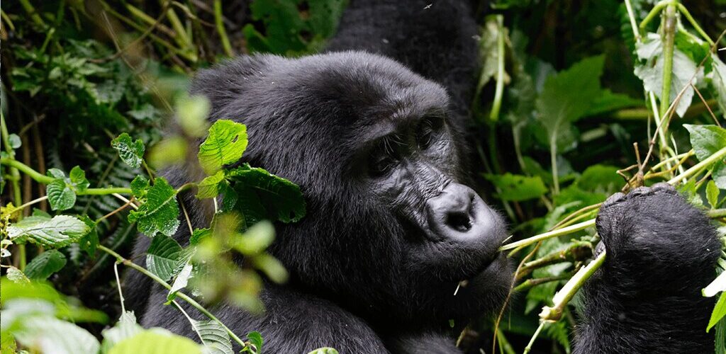 How Uganda’s Mountain Gorilla Population Grew