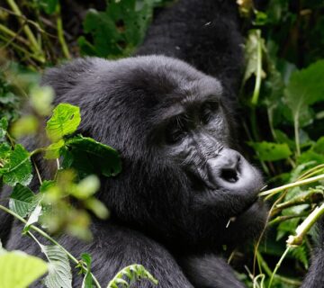 How Uganda’s Mountain Gorilla Population Grew