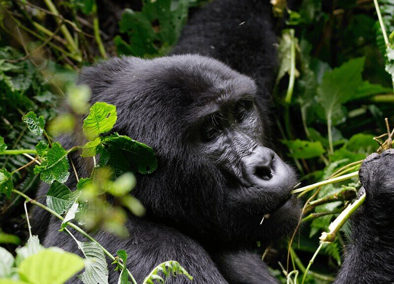 How Uganda’s Mountain Gorilla Population Grew How Uganda’s Mountain Gorilla Population Grew