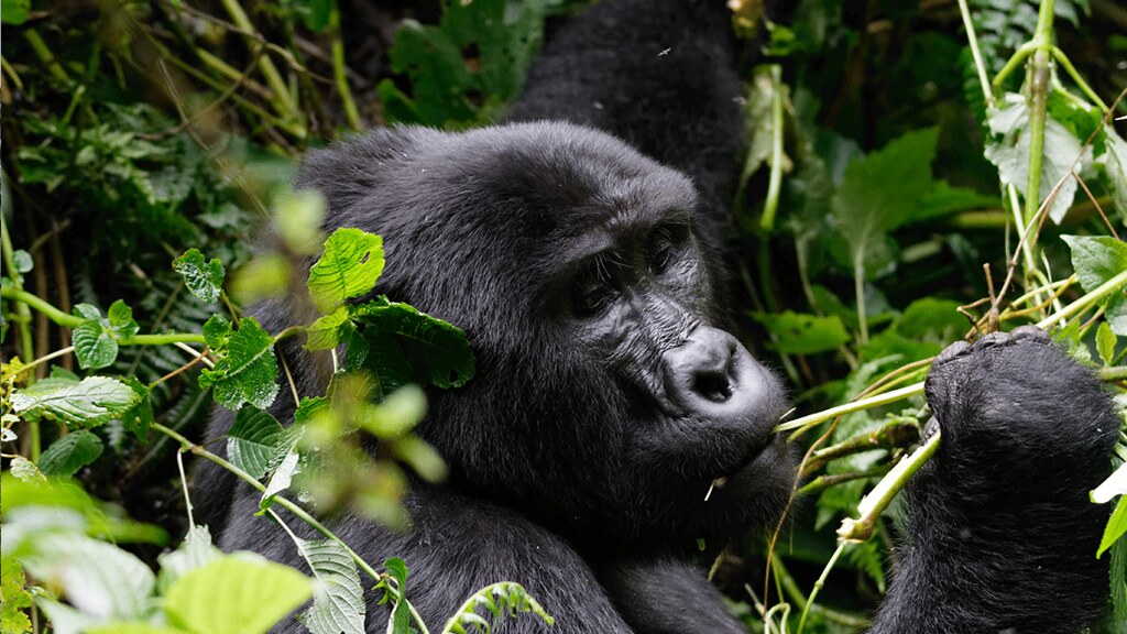 How Uganda’s Mountain Gorilla Population Grew