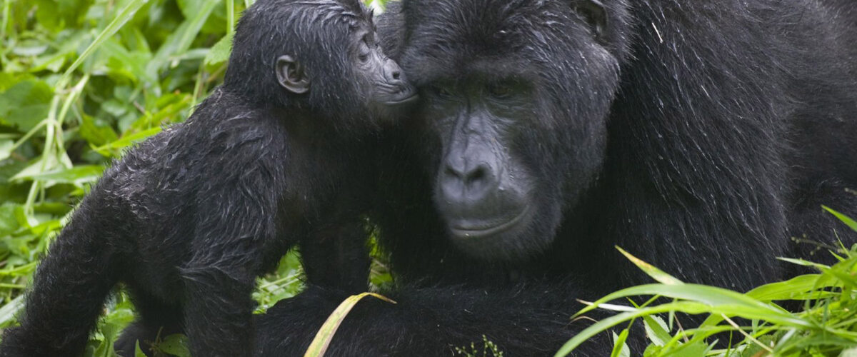 How to Book a Private Uganda Safari vs a Group Departure