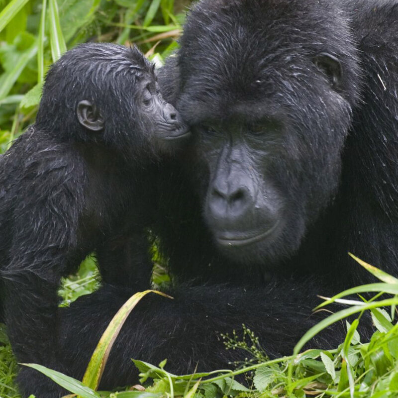 How to Book a Private Uganda Safari vs a Group Departure How to Book a Private Uganda Safari vs a Group Departure