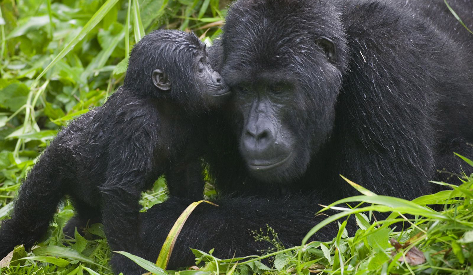 How to Book a Private Uganda Safari vs a Group Departure