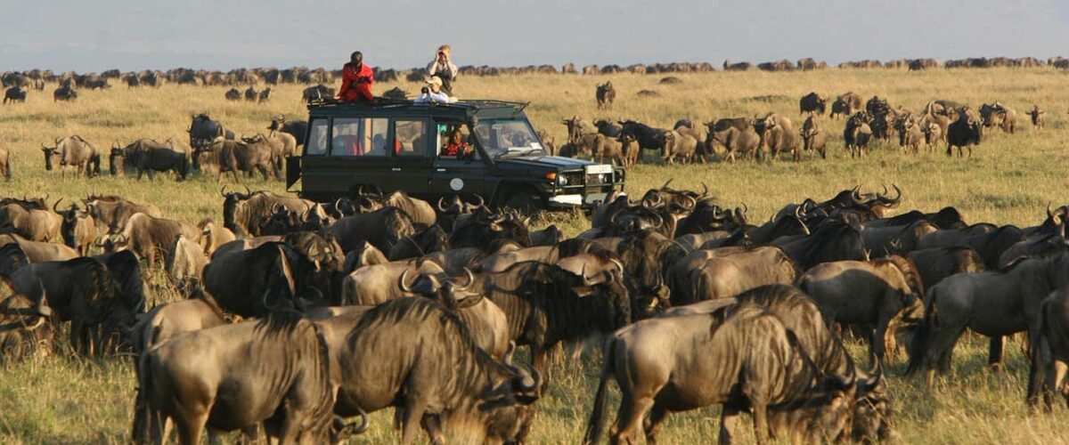 Uganda and Kenya Combined Safari: Gorillas and the Masai Mara in One Trip A Uganda and Kenya combined safari is one of the most strategically rewarding East African itineraries because it connects two completely different safari ecosystems in a single journey: mountain gorilla rainforest trekking in Uganda and open savannah predator action in Kenya’s Masai Mara On one side, you have the dense, humid forests of Bwindi Impenetrable National Park, home to mountain gorillas and steep jungle terrain On the other, you have the vast plains of Masai Mara National Reserve, where lions, cheetahs, elephants, and wildebeest dominate the landscape in wide open visibility This combination is not just geographically diverse—it is ecologically complementary It allows travelers to experience two of Africa’s most iconic wildlife encounters in one continuous itinerary without repetition of experience type Why Combine Uganda and Kenya in One Safari Two Completely Different Safari Worlds Uganda is defined by forest based primate tracking, especially mountain gorillas and chimpanzees, while Kenya is defined by classic savannah game viewing In Uganda, wildlife encounters are intimate, slow, and physically immersive In Kenya, they are expansive, visual, and often dramatic over long distances Combining both creates a full spectrum safari experience: close range forest encounters followed by wide angle predator prey dynamics Efficient Use of Regional Flight Networks Modern East African aviation makes this combination practical Flights typically route through hubs such as Nairobi and Entebbe, allowing smooth transitions between countries This reduces the need for long overland travel and keeps the focus on wildlife experiences rather than logistics Suggested 10–12 Day Structure Overview A realistic combined itinerary typically runs between 10 and 12 days depending on pace, budget, and number of parks included The structure is usually divided into two phases: Uganda for primates and Kenya for savannah wildlife Uganda Segment: Gorilla and Forest Primates Arrival and Transfer Into Gorilla Region Most itineraries begin in Entebbe, Uganda’s main international gateway, followed by a transfer toward Bwindi Depending on routing, travelers may either drive or use domestic flights to reduce travel time Gorilla Trekking in Bwindi Impenetrable National Park Bwindi Impenetrable National Park is the centerpiece of Uganda’s safari experience Gorilla trekking here involves hiking through dense, mountainous rainforest to locate a habituated gorilla family Once found, visitors spend one hour observing social behavior, feeding patterns, and family interaction The terrain is steep and forested, making this one of the most physically engaging wildlife experiences in Africa Optional Chimpanzee Tracking Extension Many itineraries include a stop in Kibale National Park for chimpanzee tracking This adds a second primate experience with faster paced forest movement, vocal tracking, and canopy level sightings It creates a clear contrast between gorilla and chimpanzee behavior before moving into savannah ecosystems Transition From Uganda to Kenya Flight Routing Strategy The most efficient way to transition between countries is via Entebbe to Nairobi flights Nairobi serves as the main aviation hub for East Africa and connects directly to safari airstrips and domestic routes This transition is typically structured to minimize downtime and align arrival with Kenya’s safari circuits Shift in Ecosystems This is where the safari experience changes dramatically Uganda is forest heavy, humid, and terrain focused Kenya becomes open, dry, and visibility driven almost immediately upon arrival in safari regions Kenya Segment: Masai Mara Safari Experience Arrival Into the Savannah System From Nairobi, travelers typically continue by road or light aircraft into the Masai Mara region Masai Mara National Reserve is part of the greater Serengeti ecosystem and is one of the most wildlife dense savannah environments in Africa Game Drives and Predator Action The Masai Mara is best known for high concentrations of predators, particularly lions, cheetahs, and hyenas Game drives here are structured around open plains where wildlife is highly visible and interactions between species are frequent Unlike Uganda’s forest tracking, the Masai Mara emphasizes distance viewing and large scale animal movement Seasonal Migration Dynamics During migration periods, the Masai Mara becomes a focal point for massive herds of wildebeest and zebra moving across the ecosystem This creates dynamic predator prey interactions that are rarely seen at the same scale elsewhere in Africa Key Differences Between Uganda and Kenya Experiences Viewing Distance and Visibility In Uganda, wildlife is often close but hidden within dense vegetation In Kenya, wildlife is visible across long distances in open landscapes This creates two completely different visual experiences within a single itinerary Physical Effort vs Vehicle Based Viewing Uganda requires physical trekking, especially for gorillas, where hiking is essential to reach wildlife Kenya is primarily vehicle based, with minimal physical exertion during game drives Emotional Experience Uganda delivers immersive, quiet, close range encounters with primates Kenya delivers dramatic, wide angle wildlife scenes often involving predator interactions and large herds Accommodation Structure Across Both Countries Uganda Lodges In Uganda, lodges near Bwindi Impenetrable National Park and Kibale National Park are typically forest integrated properties designed for proximity to trekking start points These lodges focus on immersion, tranquility, and early access to park briefing centers Kenya Safari Camps In Kenya, accommodation in the Masai Mara is often tented safari camps or luxury lodges positioned within or near wildlife corridors These camps prioritize game drive access, open landscape views, and proximity to predator territories Logistics and Permit Coordination Gorilla Permit Requirement Uganda requires a pre booked gorilla trekking permit for Bwindi Impenetrable National Park, which is a fixed conservation fee and must be secured in advance This is one of the most important planning elements in the entire itinerary Cross Border Coordination Combining Uganda and Kenya requires careful coordination of visas, flights, and park schedules Timing is particularly important because gorilla trekking dates are fixed and determine the structure of the Uganda segment Who This Combined Safari Is Best For This itinerary is best suited for travelers who want both primate immersion and classic safari viewing without choosing between them It is particularly strong for: Wildlife photographers seeking varied environments Travelers on a once in a lifetime Africa trip Visitors wanting both forest and savannah ecosystems Safari enthusiasts looking for contrast in wildlife behavior Why This Combination Works So Well The strength of a Uganda–Kenya safari lies in contrast Uganda provides depth, intimacy, and physical engagement with primates in dense forest environments Kenya provides scale, visibility, and dramatic wildlife interactions in open plains Together, they create a complete ecological narrative that covers both ends of the African safari spectrum Field Reality of the Combined Itinerary In practical safari planning terms, this combination is highly efficient because it uses regional aviation hubs to avoid unnecessary overland travel It also ensures that each country is used for its strongest safari offering rather than duplicating similar experiences Uganda delivers primates and forest immersion Kenya delivers savannah predators and large scale wildlife movement The result is a balanced itinerary where every day offers a distinct type of wildlife experience rather than repetition