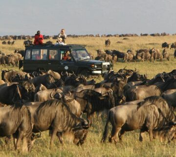 Uganda and Kenya Combined Safari: Gorillas and the Masai Mara in One Trip A Uganda and Kenya combined safari is one of the most strategically rewarding East African itineraries because it connects two completely different safari ecosystems in a single journey: mountain gorilla rainforest trekking in Uganda and open savannah predator action in Kenya’s Masai Mara  On one side, you have the dense, humid forests of Bwindi Impenetrable National Park, home to mountain gorillas and steep jungle terrain  On the other, you have the vast plains of Masai Mara National Reserve, where lions, cheetahs, elephants, and wildebeest dominate the landscape in wide open visibility  This combination is not just geographically diverse—it is ecologically complementary  It allows travelers to experience two of Africa’s most iconic wildlife encounters in one continuous itinerary without repetition of experience type  Why Combine Uganda and Kenya in One Safari Two Completely Different Safari Worlds Uganda is defined by forest based primate tracking, especially mountain gorillas and chimpanzees, while Kenya is defined by classic savannah game viewing  In Uganda, wildlife encounters are intimate, slow, and physically immersive  In Kenya, they are expansive, visual, and often dramatic over long distances  Combining both creates a full spectrum safari experience: close range forest encounters followed by wide angle predator prey dynamics  Efficient Use of Regional Flight Networks Modern East African aviation makes this combination practical  Flights typically route through hubs such as Nairobi and Entebbe, allowing smooth transitions between countries  This reduces the need for long overland travel and keeps the focus on wildlife experiences rather than logistics  Suggested 10–12 Day Structure Overview A realistic combined itinerary typically runs between 10 and 12 days depending on pace, budget, and number of parks included  The structure is usually divided into two phases: Uganda for primates and Kenya for savannah wildlife  Uganda Segment: Gorilla and Forest Primates Arrival and Transfer Into Gorilla Region Most itineraries begin in Entebbe, Uganda’s main international gateway, followed by a transfer toward Bwindi  Depending on routing, travelers may either drive or use domestic flights to reduce travel time  Gorilla Trekking in Bwindi Impenetrable National Park Bwindi Impenetrable National Park is the centerpiece of Uganda’s safari experience  Gorilla trekking here involves hiking through dense, mountainous rainforest to locate a habituated gorilla family  Once found, visitors spend one hour observing social behavior, feeding patterns, and family interaction  The terrain is steep and forested, making this one of the most physically engaging wildlife experiences in Africa  Optional Chimpanzee Tracking Extension Many itineraries include a stop in Kibale National Park for chimpanzee tracking  This adds a second primate experience with faster paced forest movement, vocal tracking, and canopy level sightings  It creates a clear contrast between gorilla and chimpanzee behavior before moving into savannah ecosystems  Transition From Uganda to Kenya Flight Routing Strategy The most efficient way to transition between countries is via Entebbe to Nairobi flights  Nairobi serves as the main aviation hub for East Africa and connects directly to safari airstrips and domestic routes  This transition is typically structured to minimize downtime and align arrival with Kenya’s safari circuits  Shift in Ecosystems This is where the safari experience changes dramatically  Uganda is forest heavy, humid, and terrain focused  Kenya becomes open, dry, and visibility driven almost immediately upon arrival in safari regions  Kenya Segment: Masai Mara Safari Experience Arrival Into the Savannah System From Nairobi, travelers typically continue by road or light aircraft into the Masai Mara region  Masai Mara National Reserve is part of the greater Serengeti ecosystem and is one of the most wildlife dense savannah environments in Africa  Game Drives and Predator Action The Masai Mara is best known for high concentrations of predators, particularly lions, cheetahs, and hyenas  Game drives here are structured around open plains where wildlife is highly visible and interactions between species are frequent  Unlike Uganda’s forest tracking, the Masai Mara emphasizes distance viewing and large scale animal movement  Seasonal Migration Dynamics During migration periods, the Masai Mara becomes a focal point for massive herds of wildebeest and zebra moving across the ecosystem  This creates dynamic predator prey interactions that are rarely seen at the same scale elsewhere in Africa  Key Differences Between Uganda and Kenya Experiences Viewing Distance and Visibility In Uganda, wildlife is often close but hidden within dense vegetation  In Kenya, wildlife is visible across long distances in open landscapes  This creates two completely different visual experiences within a single itinerary  Physical Effort vs Vehicle Based Viewing Uganda requires physical trekking, especially for gorillas, where hiking is essential to reach wildlife  Kenya is primarily vehicle based, with minimal physical exertion during game drives  Emotional Experience Uganda delivers immersive, quiet, close range encounters with primates  Kenya delivers dramatic, wide angle wildlife scenes often involving predator interactions and large herds  Accommodation Structure Across Both Countries Uganda Lodges In Uganda, lodges near Bwindi Impenetrable National Park and Kibale National Park are typically forest integrated properties designed for proximity to trekking start points  These lodges focus on immersion, tranquility, and early access to park briefing centers  Kenya Safari Camps In Kenya, accommodation in the Masai Mara is often tented safari camps or luxury lodges positioned within or near wildlife corridors  These camps prioritize game drive access, open landscape views, and proximity to predator territories  Logistics and Permit Coordination Gorilla Permit Requirement Uganda requires a pre booked gorilla trekking permit for Bwindi Impenetrable National Park, which is a fixed conservation fee and must be secured in advance  This is one of the most important planning elements in the entire itinerary  Cross Border Coordination Combining Uganda and Kenya requires careful coordination of visas, flights, and park schedules  Timing is particularly important because gorilla trekking dates are fixed and determine the structure of the Uganda segment  Who This Combined Safari Is Best For This itinerary is best suited for travelers who want both primate immersion and classic safari viewing without choosing between them  It is particularly strong for: Wildlife photographers seeking varied environments Travelers on a once in a lifetime Africa trip Visitors wanting both forest and savannah ecosystems Safari enthusiasts looking for contrast in wildlife behavior Why This Combination Works So Well The strength of a Uganda–Kenya safari lies in contrast  Uganda provides depth, intimacy, and physical engagement with primates in dense forest environments  Kenya provides scale, visibility, and dramatic wildlife interactions in open plains  Together, they create a complete ecological narrative that covers both ends of the African safari spectrum  Field Reality of the Combined Itinerary In practical safari planning terms, this combination is highly efficient because it uses regional aviation hubs to avoid unnecessary overland travel  It also ensures that each country is used for its strongest safari offering rather than duplicating similar experiences  Uganda delivers primates and forest immersion  Kenya delivers savannah predators and large scale wildlife movement  The result is a balanced itinerary where every day offers a distinct type of wildlife experience rather than repetition 
