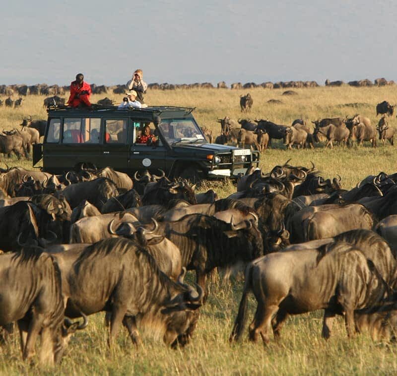 Uganda and Kenya Combined Safari: Gorillas and the Masai Mara in One Trip A Uganda and Kenya combined safari is one of the most strategically rewarding East African itineraries because it connects two completely different safari ecosystems in a single journey: mountain gorilla rainforest trekking in Uganda and open savannah predator action in Kenya’s Masai Mara. On one side, you have the dense, humid forests of Bwindi Impenetrable National Park, home to mountain gorillas and steep jungle terrain. On the other, you have the vast plains of Masai Mara National Reserve, where lions, cheetahs, elephants, and wildebeest dominate the landscape in wide-open visibility. This combination is not just geographically diverse—it is ecologically complementary. It allows travelers to experience two of Africa’s most iconic wildlife encounters in one continuous itinerary without repetition of experience type. Why Combine Uganda and Kenya in One Safari Two Completely Different Safari Worlds Uganda is defined by forest-based primate tracking, especially mountain gorillas and chimpanzees, while Kenya is defined by classic savannah game viewing. In Uganda, wildlife encounters are intimate, slow, and physically immersive. In Kenya, they are expansive, visual, and often dramatic over long distances. Combining both creates a full spectrum safari experience: close-range forest encounters followed by wide-angle predator-prey dynamics. Efficient Use of Regional Flight Networks Modern East African aviation makes this combination practical. Flights typically route through hubs such as Nairobi and Entebbe, allowing smooth transitions between countries. This reduces the need for long overland travel and keeps the focus on wildlife experiences rather than logistics. Suggested 10–12 Day Structure Overview A realistic combined itinerary typically runs between 10 and 12 days depending on pace, budget, and number of parks included. The structure is usually divided into two phases: Uganda for primates and Kenya for savannah wildlife. Uganda Segment: Gorilla and Forest Primates Arrival and Transfer Into Gorilla Region Most itineraries begin in Entebbe, Uganda’s main international gateway, followed by a transfer toward Bwindi. Depending on routing, travelers may either drive or use domestic flights to reduce travel time. Gorilla Trekking in Bwindi Impenetrable National Park Bwindi Impenetrable National Park is the centerpiece of Uganda’s safari experience. Gorilla trekking here involves hiking through dense, mountainous rainforest to locate a habituated gorilla family. Once found, visitors spend one hour observing social behavior, feeding patterns, and family interaction. The terrain is steep and forested, making this one of the most physically engaging wildlife experiences in Africa. Optional Chimpanzee Tracking Extension Many itineraries include a stop in Kibale National Park for chimpanzee tracking. This adds a second primate experience with faster-paced forest movement, vocal tracking, and canopy-level sightings. It creates a clear contrast between gorilla and chimpanzee behavior before moving into savannah ecosystems. Transition From Uganda to Kenya Flight Routing Strategy The most efficient way to transition between countries is via Entebbe to Nairobi flights. Nairobi serves as the main aviation hub for East Africa and connects directly to safari airstrips and domestic routes. This transition is typically structured to minimize downtime and align arrival with Kenya’s safari circuits. Shift in Ecosystems This is where the safari experience changes dramatically. Uganda is forest-heavy, humid, and terrain-focused. Kenya becomes open, dry, and visibility-driven almost immediately upon arrival in safari regions. Kenya Segment: Masai Mara Safari Experience Arrival Into the Savannah System From Nairobi, travelers typically continue by road or light aircraft into the Masai Mara region. Masai Mara National Reserve is part of the greater Serengeti ecosystem and is one of the most wildlife-dense savannah environments in Africa. Game Drives and Predator Action The Masai Mara is best known for high concentrations of predators, particularly lions, cheetahs, and hyenas. Game drives here are structured around open plains where wildlife is highly visible and interactions between species are frequent. Unlike Uganda’s forest tracking, the Masai Mara emphasizes distance viewing and large-scale animal movement. Seasonal Migration Dynamics During migration periods, the Masai Mara becomes a focal point for massive herds of wildebeest and zebra moving across the ecosystem. This creates dynamic predator-prey interactions that are rarely seen at the same scale elsewhere in Africa. Key Differences Between Uganda and Kenya Experiences Viewing Distance and Visibility In Uganda, wildlife is often close but hidden within dense vegetation. In Kenya, wildlife is visible across long distances in open landscapes. This creates two completely different visual experiences within a single itinerary. Physical Effort vs Vehicle-Based Viewing Uganda requires physical trekking, especially for gorillas, where hiking is essential to reach wildlife. Kenya is primarily vehicle-based, with minimal physical exertion during game drives. Emotional Experience Uganda delivers immersive, quiet, close-range encounters with primates. Kenya delivers dramatic, wide-angle wildlife scenes often involving predator interactions and large herds. Accommodation Structure Across Both Countries Uganda Lodges In Uganda, lodges near Bwindi Impenetrable National Park and Kibale National Park are typically forest-integrated properties designed for proximity to trekking start points. These lodges focus on immersion, tranquility, and early access to park briefing centers. Kenya Safari Camps In Kenya, accommodation in the Masai Mara is often tented safari camps or luxury lodges positioned within or near wildlife corridors. These camps prioritize game drive access, open landscape views, and proximity to predator territories. Logistics and Permit Coordination Gorilla Permit Requirement Uganda requires a pre-booked gorilla trekking permit for Bwindi Impenetrable National Park, which is a fixed conservation fee and must be secured in advance. This is one of the most important planning elements in the entire itinerary. Cross-Border Coordination Combining Uganda and Kenya requires careful coordination of visas, flights, and park schedules. Timing is particularly important because gorilla trekking dates are fixed and determine the structure of the Uganda segment. Who This Combined Safari Is Best For This itinerary is best suited for travelers who want both primate immersion and classic safari viewing without choosing between them. It is particularly strong for: Wildlife photographers seeking varied environments Travelers on a once-in-a-lifetime Africa trip Visitors wanting both forest and savannah ecosystems Safari enthusiasts looking for contrast in wildlife behavior Why This Combination Works So Well The strength of a Uganda–Kenya safari lies in contrast. Uganda provides depth, intimacy, and physical engagement with primates in dense forest environments. Kenya provides scale, visibility, and dramatic wildlife interactions in open plains. Together, they create a complete ecological narrative that covers both ends of the African safari spectrum. Field Reality of the Combined Itinerary In practical safari planning terms, this combination is highly efficient because it uses regional aviation hubs to avoid unnecessary overland travel. It also ensures that each country is used for its strongest safari offering rather than duplicating similar experiences. Uganda delivers primates and forest immersion. Kenya delivers savannah predators and large-scale wildlife movement. The result is a balanced itinerary where every day offers a distinct type of wildlife experience rather than repetition. Uganda and Kenya Combined Safari: Gorillas and the Masai Mara in One Trip A Uganda and Kenya combined safari is one of the most strategically rewarding East African itineraries because it connects two completely different safari ecosystems in a single journey: mountain gorilla rainforest trekking in Uganda and open savannah predator action in Kenya’s Masai Mara. On one side, you have the dense, humid forests of Bwindi Impenetrable National Park, home to mountain gorillas and steep jungle terrain. On the other, you have the vast plains of Masai Mara National Reserve, where lions, cheetahs, elephants, and wildebeest dominate the landscape in wide-open visibility. This combination is not just geographically diverse—it is ecologically complementary. It allows travelers to experience two of Africa’s most iconic wildlife encounters in one continuous itinerary without repetition of experience type. Why Combine Uganda and Kenya in One Safari Two Completely Different Safari Worlds Uganda is defined by forest-based primate tracking, especially mountain gorillas and chimpanzees, while Kenya is defined by classic savannah game viewing. In Uganda, wildlife encounters are intimate, slow, and physically immersive. In Kenya, they are expansive, visual, and often dramatic over long distances. Combining both creates a full spectrum safari experience: close-range forest encounters followed by wide-angle predator-prey dynamics. Efficient Use of Regional Flight Networks Modern East African aviation makes this combination practical. Flights typically route through hubs such as Nairobi and Entebbe, allowing smooth transitions between countries. This reduces the need for long overland travel and keeps the focus on wildlife experiences rather than logistics. Suggested 10–12 Day Structure Overview A realistic combined itinerary typically runs between 10 and 12 days depending on pace, budget, and number of parks included. The structure is usually divided into two phases: Uganda for primates and Kenya for savannah wildlife. Uganda Segment: Gorilla and Forest Primates Arrival and Transfer Into Gorilla Region Most itineraries begin in Entebbe, Uganda’s main international gateway, followed by a transfer toward Bwindi. Depending on routing, travelers may either drive or use domestic flights to reduce travel time. Gorilla Trekking in Bwindi Impenetrable National Park Bwindi Impenetrable National Park is the centerpiece of Uganda’s safari experience. Gorilla trekking here involves hiking through dense, mountainous rainforest to locate a habituated gorilla family. Once found, visitors spend one hour observing social behavior, feeding patterns, and family interaction. The terrain is steep and forested, making this one of the most physically engaging wildlife experiences in Africa. Optional Chimpanzee Tracking Extension Many itineraries include a stop in Kibale National Park for chimpanzee tracking. This adds a second primate experience with faster-paced forest movement, vocal tracking, and canopy-level sightings. It creates a clear contrast between gorilla and chimpanzee behavior before moving into savannah ecosystems. Transition From Uganda to Kenya Flight Routing Strategy The most efficient way to transition between countries is via Entebbe to Nairobi flights. Nairobi serves as the main aviation hub for East Africa and connects directly to safari airstrips and domestic routes. This transition is typically structured to minimize downtime and align arrival with Kenya’s safari circuits. Shift in Ecosystems This is where the safari experience changes dramatically. Uganda is forest-heavy, humid, and terrain-focused. Kenya becomes open, dry, and visibility-driven almost immediately upon arrival in safari regions. Kenya Segment: Masai Mara Safari Experience Arrival Into the Savannah System From Nairobi, travelers typically continue by road or light aircraft into the Masai Mara region. Masai Mara National Reserve is part of the greater Serengeti ecosystem and is one of the most wildlife-dense savannah environments in Africa. Game Drives and Predator Action The Masai Mara is best known for high concentrations of predators, particularly lions, cheetahs, and hyenas. Game drives here are structured around open plains where wildlife is highly visible and interactions between species are frequent. Unlike Uganda’s forest tracking, the Masai Mara emphasizes distance viewing and large-scale animal movement. Seasonal Migration Dynamics During migration periods, the Masai Mara becomes a focal point for massive herds of wildebeest and zebra moving across the ecosystem. This creates dynamic predator-prey interactions that are rarely seen at the same scale elsewhere in Africa. Key Differences Between Uganda and Kenya Experiences Viewing Distance and Visibility In Uganda, wildlife is often close but hidden within dense vegetation. In Kenya, wildlife is visible across long distances in open landscapes. This creates two completely different visual experiences within a single itinerary. Physical Effort vs Vehicle-Based Viewing Uganda requires physical trekking, especially for gorillas, where hiking is essential to reach wildlife. Kenya is primarily vehicle-based, with minimal physical exertion during game drives. Emotional Experience Uganda delivers immersive, quiet, close-range encounters with primates. Kenya delivers dramatic, wide-angle wildlife scenes often involving predator interactions and large herds. Accommodation Structure Across Both Countries Uganda Lodges In Uganda, lodges near Bwindi Impenetrable National Park and Kibale National Park are typically forest-integrated properties designed for proximity to trekking start points. These lodges focus on immersion, tranquility, and early access to park briefing centers. Kenya Safari Camps In Kenya, accommodation in the Masai Mara is often tented safari camps or luxury lodges positioned within or near wildlife corridors. These camps prioritize game drive access, open landscape views, and proximity to predator territories. Logistics and Permit Coordination Gorilla Permit Requirement Uganda requires a pre-booked gorilla trekking permit for Bwindi Impenetrable National Park, which is a fixed conservation fee and must be secured in advance. This is one of the most important planning elements in the entire itinerary. Cross-Border Coordination Combining Uganda and Kenya requires careful coordination of visas, flights, and park schedules. Timing is particularly important because gorilla trekking dates are fixed and determine the structure of the Uganda segment. Who This Combined Safari Is Best For This itinerary is best suited for travelers who want both primate immersion and classic safari viewing without choosing between them. It is particularly strong for: Wildlife photographers seeking varied environments Travelers on a once-in-a-lifetime Africa trip Visitors wanting both forest and savannah ecosystems Safari enthusiasts looking for contrast in wildlife behavior Why This Combination Works So Well The strength of a Uganda–Kenya safari lies in contrast. Uganda provides depth, intimacy, and physical engagement with primates in dense forest environments. Kenya provides scale, visibility, and dramatic wildlife interactions in open plains. Together, they create a complete ecological narrative that covers both ends of the African safari spectrum. Field Reality of the Combined Itinerary In practical safari planning terms, this combination is highly efficient because it uses regional aviation hubs to avoid unnecessary overland travel. It also ensures that each country is used for its strongest safari offering rather than duplicating similar experiences. Uganda delivers primates and forest immersion. Kenya delivers savannah predators and large-scale wildlife movement. The result is a balanced itinerary where every day offers a distinct type of wildlife experience rather than repetition.
