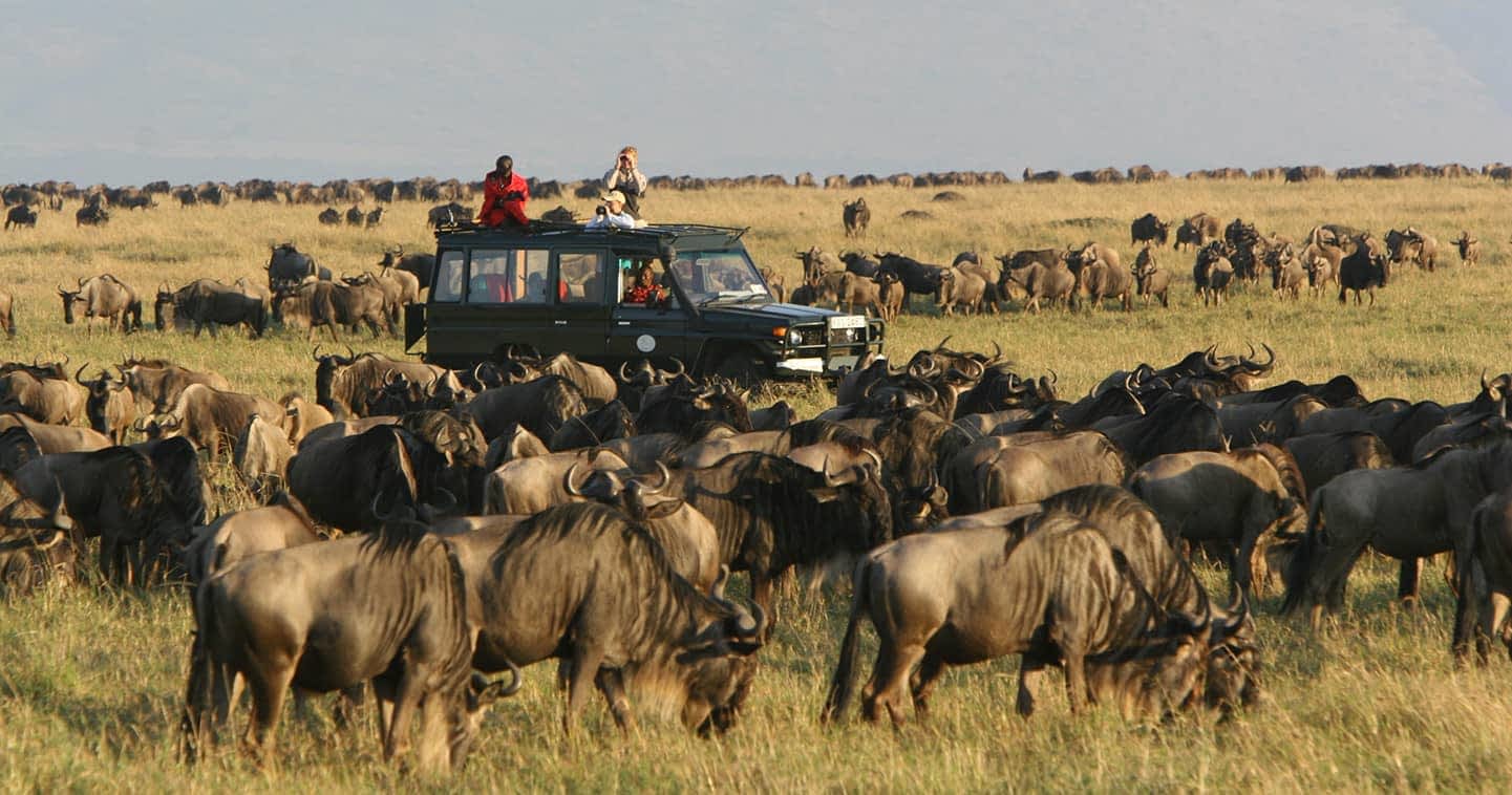 Uganda and Kenya Combined Safari: Gorillas and the Masai Mara in One Trip A Uganda and Kenya combined safari is one of the most strategically rewarding East African itineraries because it connects two completely different safari ecosystems in a single journey: mountain gorilla rainforest trekking in Uganda and open savannah predator action in Kenya’s Masai Mara On one side, you have the dense, humid forests of Bwindi Impenetrable National Park, home to mountain gorillas and steep jungle terrain On the other, you have the vast plains of Masai Mara National Reserve, where lions, cheetahs, elephants, and wildebeest dominate the landscape in wide open visibility This combination is not just geographically diverse—it is ecologically complementary It allows travelers to experience two of Africa’s most iconic wildlife encounters in one continuous itinerary without repetition of experience type Why Combine Uganda and Kenya in One Safari Two Completely Different Safari Worlds Uganda is defined by forest based primate tracking, especially mountain gorillas and chimpanzees, while Kenya is defined by classic savannah game viewing In Uganda, wildlife encounters are intimate, slow, and physically immersive In Kenya, they are expansive, visual, and often dramatic over long distances Combining both creates a full spectrum safari experience: close range forest encounters followed by wide angle predator prey dynamics Efficient Use of Regional Flight Networks Modern East African aviation makes this combination practical Flights typically route through hubs such as Nairobi and Entebbe, allowing smooth transitions between countries This reduces the need for long overland travel and keeps the focus on wildlife experiences rather than logistics Suggested 10–12 Day Structure Overview A realistic combined itinerary typically runs between 10 and 12 days depending on pace, budget, and number of parks included The structure is usually divided into two phases: Uganda for primates and Kenya for savannah wildlife Uganda Segment: Gorilla and Forest Primates Arrival and Transfer Into Gorilla Region Most itineraries begin in Entebbe, Uganda’s main international gateway, followed by a transfer toward Bwindi Depending on routing, travelers may either drive or use domestic flights to reduce travel time Gorilla Trekking in Bwindi Impenetrable National Park Bwindi Impenetrable National Park is the centerpiece of Uganda’s safari experience Gorilla trekking here involves hiking through dense, mountainous rainforest to locate a habituated gorilla family Once found, visitors spend one hour observing social behavior, feeding patterns, and family interaction The terrain is steep and forested, making this one of the most physically engaging wildlife experiences in Africa Optional Chimpanzee Tracking Extension Many itineraries include a stop in Kibale National Park for chimpanzee tracking This adds a second primate experience with faster paced forest movement, vocal tracking, and canopy level sightings It creates a clear contrast between gorilla and chimpanzee behavior before moving into savannah ecosystems Transition From Uganda to Kenya Flight Routing Strategy The most efficient way to transition between countries is via Entebbe to Nairobi flights Nairobi serves as the main aviation hub for East Africa and connects directly to safari airstrips and domestic routes This transition is typically structured to minimize downtime and align arrival with Kenya’s safari circuits Shift in Ecosystems This is where the safari experience changes dramatically Uganda is forest heavy, humid, and terrain focused Kenya becomes open, dry, and visibility driven almost immediately upon arrival in safari regions Kenya Segment: Masai Mara Safari Experience Arrival Into the Savannah System From Nairobi, travelers typically continue by road or light aircraft into the Masai Mara region Masai Mara National Reserve is part of the greater Serengeti ecosystem and is one of the most wildlife dense savannah environments in Africa Game Drives and Predator Action The Masai Mara is best known for high concentrations of predators, particularly lions, cheetahs, and hyenas Game drives here are structured around open plains where wildlife is highly visible and interactions between species are frequent Unlike Uganda’s forest tracking, the Masai Mara emphasizes distance viewing and large scale animal movement Seasonal Migration Dynamics During migration periods, the Masai Mara becomes a focal point for massive herds of wildebeest and zebra moving across the ecosystem This creates dynamic predator prey interactions that are rarely seen at the same scale elsewhere in Africa Key Differences Between Uganda and Kenya Experiences Viewing Distance and Visibility In Uganda, wildlife is often close but hidden within dense vegetation In Kenya, wildlife is visible across long distances in open landscapes This creates two completely different visual experiences within a single itinerary Physical Effort vs Vehicle Based Viewing Uganda requires physical trekking, especially for gorillas, where hiking is essential to reach wildlife Kenya is primarily vehicle based, with minimal physical exertion during game drives Emotional Experience Uganda delivers immersive, quiet, close range encounters with primates Kenya delivers dramatic, wide angle wildlife scenes often involving predator interactions and large herds Accommodation Structure Across Both Countries Uganda Lodges In Uganda, lodges near Bwindi Impenetrable National Park and Kibale National Park are typically forest integrated properties designed for proximity to trekking start points These lodges focus on immersion, tranquility, and early access to park briefing centers Kenya Safari Camps In Kenya, accommodation in the Masai Mara is often tented safari camps or luxury lodges positioned within or near wildlife corridors These camps prioritize game drive access, open landscape views, and proximity to predator territories Logistics and Permit Coordination Gorilla Permit Requirement Uganda requires a pre booked gorilla trekking permit for Bwindi Impenetrable National Park, which is a fixed conservation fee and must be secured in advance This is one of the most important planning elements in the entire itinerary Cross Border Coordination Combining Uganda and Kenya requires careful coordination of visas, flights, and park schedules Timing is particularly important because gorilla trekking dates are fixed and determine the structure of the Uganda segment Who This Combined Safari Is Best For This itinerary is best suited for travelers who want both primate immersion and classic safari viewing without choosing between them It is particularly strong for: Wildlife photographers seeking varied environments Travelers on a once in a lifetime Africa trip Visitors wanting both forest and savannah ecosystems Safari enthusiasts looking for contrast in wildlife behavior Why This Combination Works So Well The strength of a Uganda–Kenya safari lies in contrast Uganda provides depth, intimacy, and physical engagement with primates in dense forest environments Kenya provides scale, visibility, and dramatic wildlife interactions in open plains Together, they create a complete ecological narrative that covers both ends of the African safari spectrum Field Reality of the Combined Itinerary In practical safari planning terms, this combination is highly efficient because it uses regional aviation hubs to avoid unnecessary overland travel It also ensures that each country is used for its strongest safari offering rather than duplicating similar experiences Uganda delivers primates and forest immersion Kenya delivers savannah predators and large scale wildlife movement The result is a balanced itinerary where every day offers a distinct type of wildlife experience rather than repetition
