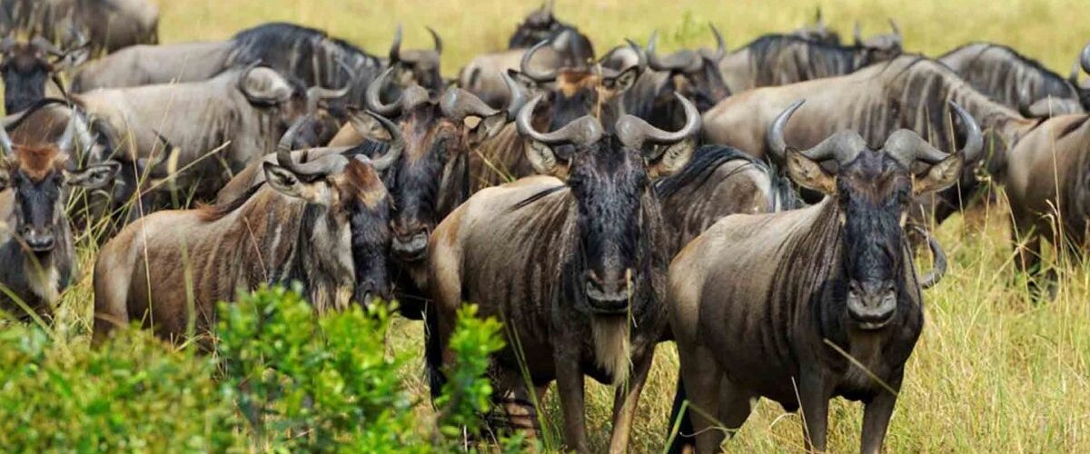 The Mara Conservancies Explained