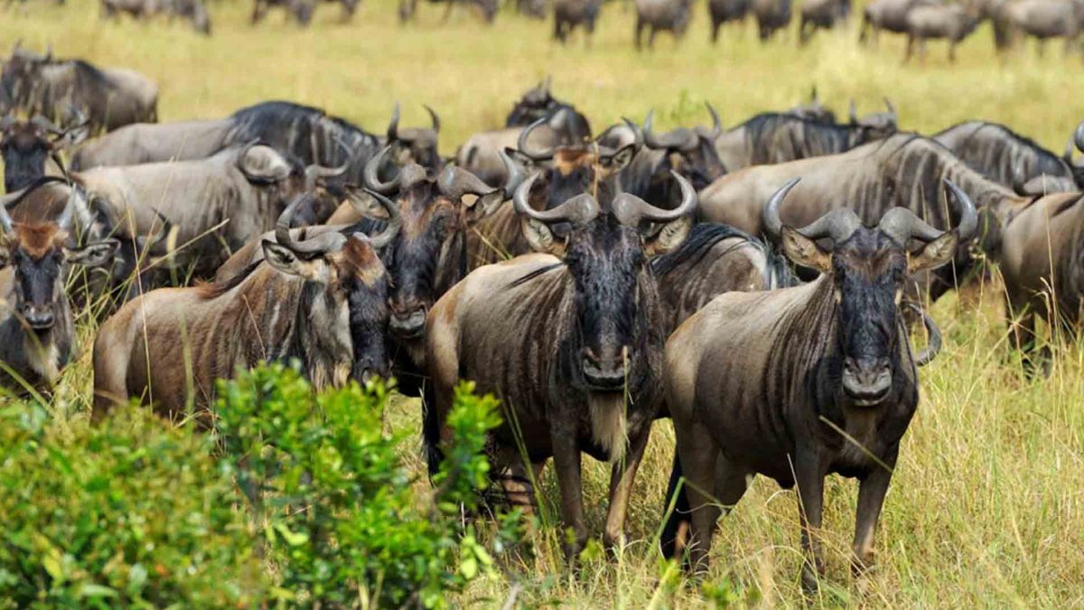 The Mara Conservancies Explained