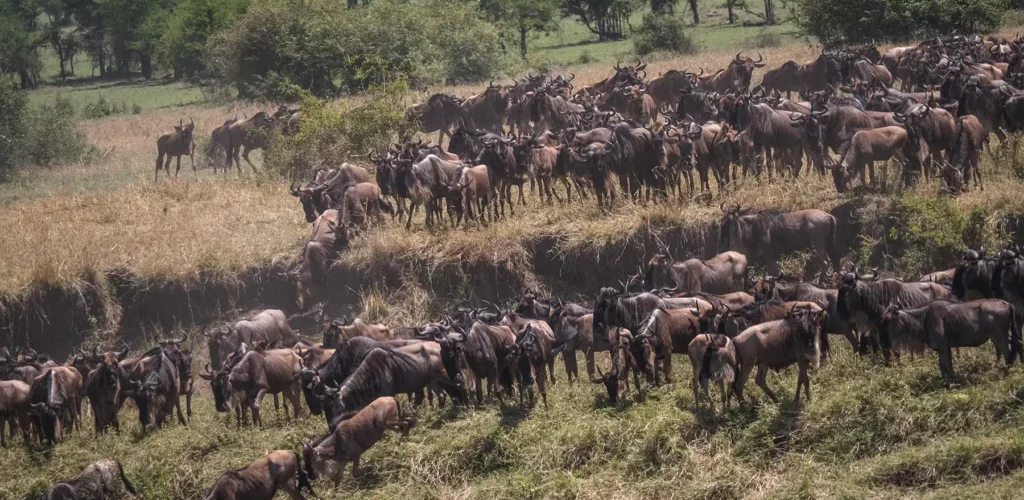 Private Conservancy vs National Reserve in Kenya