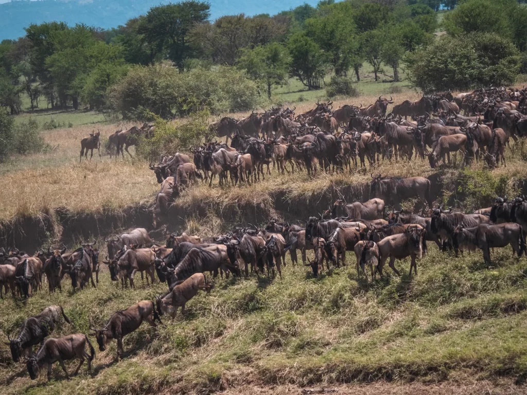 Private Conservancy vs National Reserve in Kenya