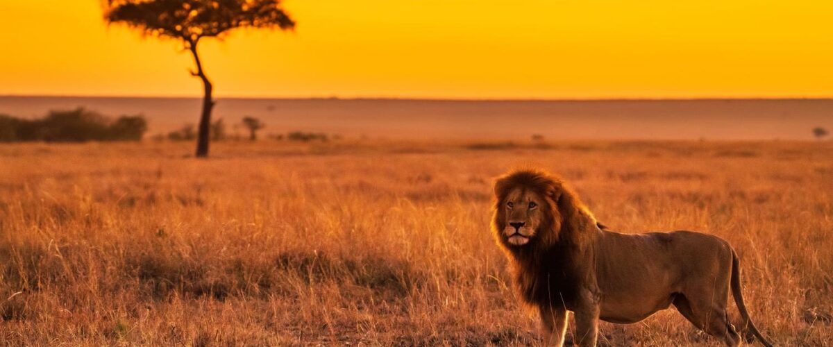 Masai Mara in Low Season