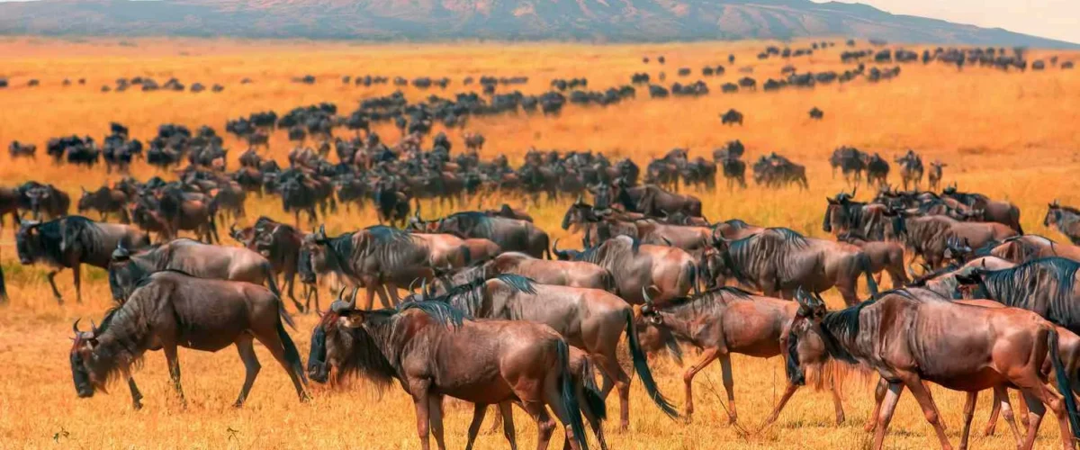 Northern Kenya vs the Masai Mara