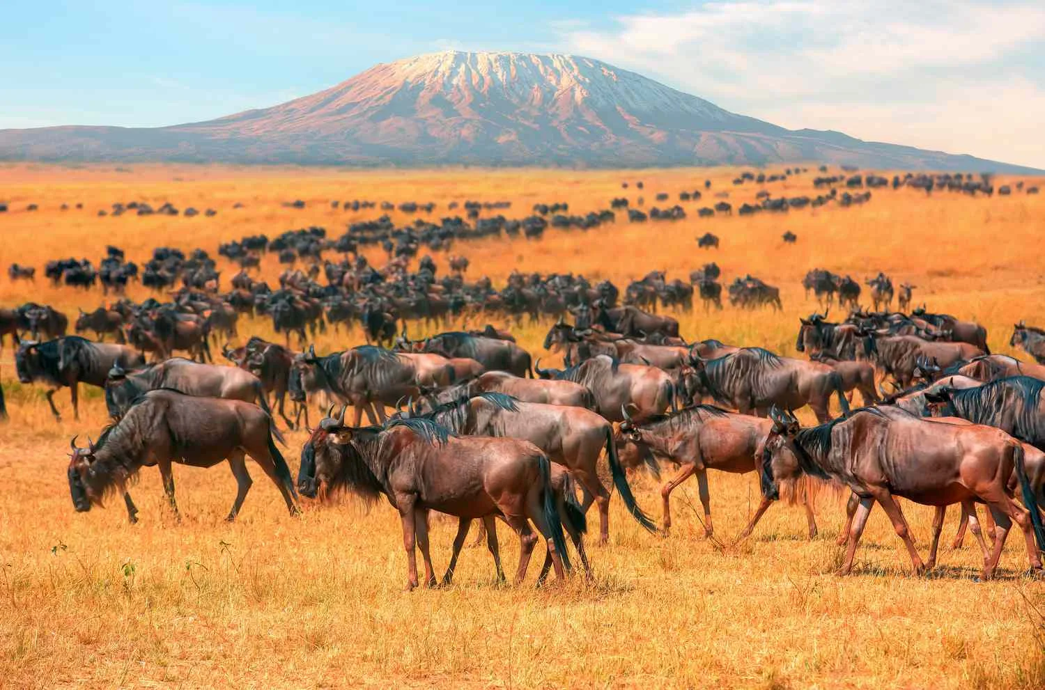 Northern Kenya vs the Masai Mara