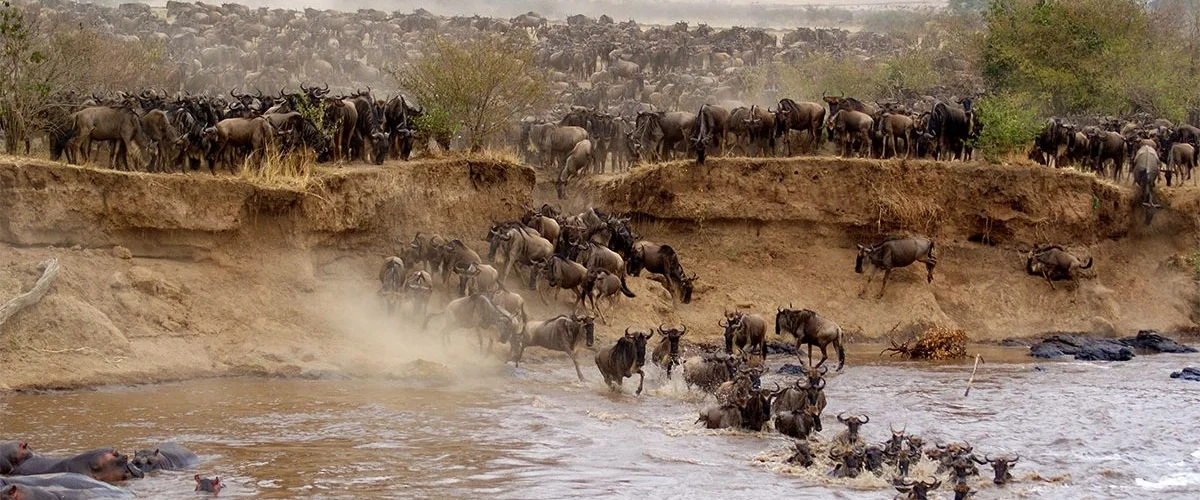 How Far in Advance Do You Need to Book a Masai Mara Safari?