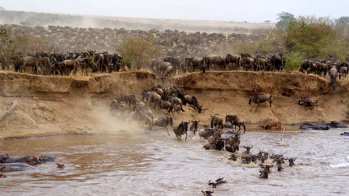 How Far in Advance Do You Need to Book a Masai Mara Safari?