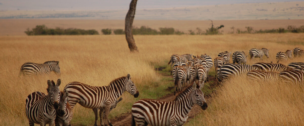 The Best Luxury Safari Camps in the Masai Mara for 2026
