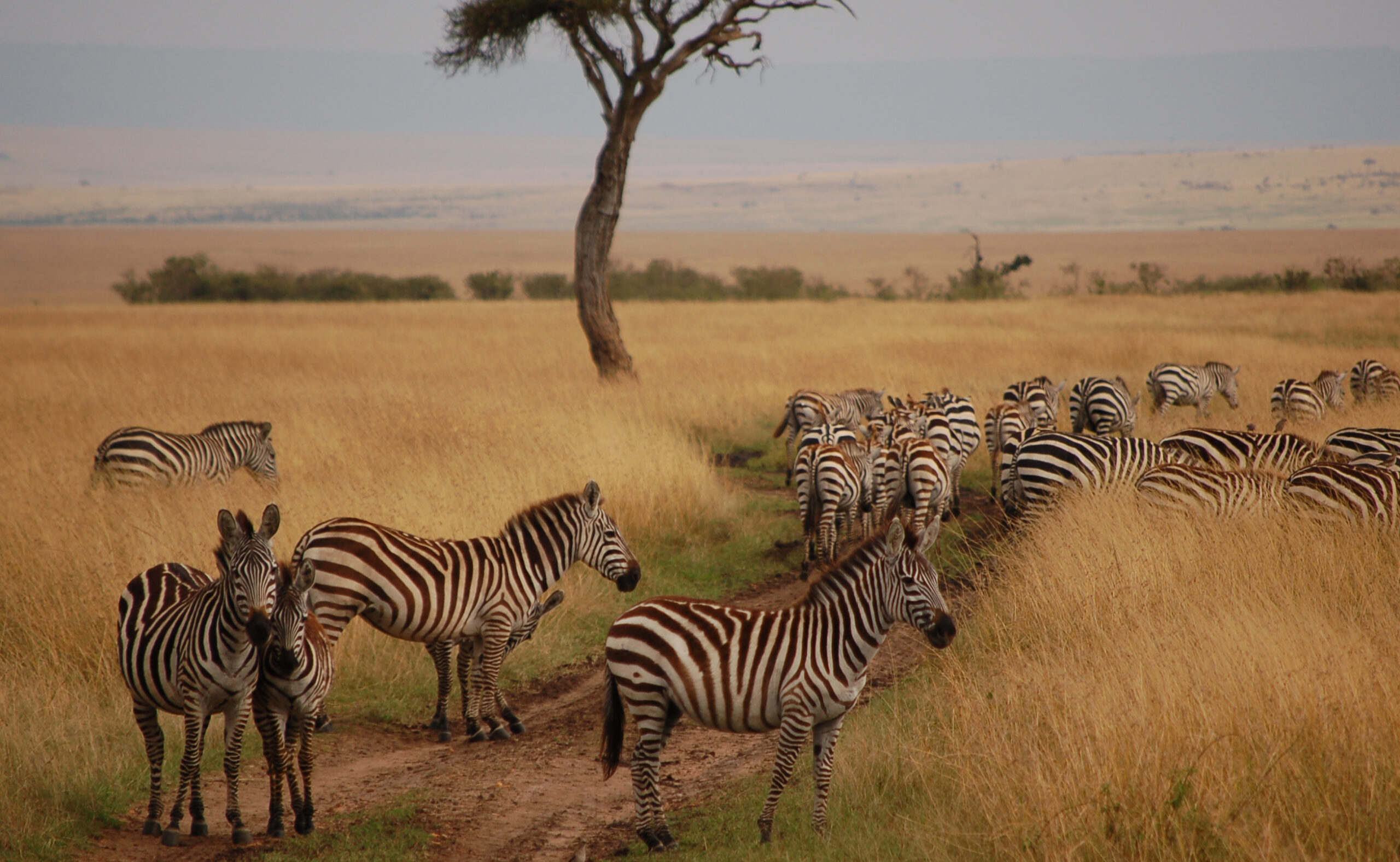 The Best Luxury Safari Camps in the Masai Mara for 2026