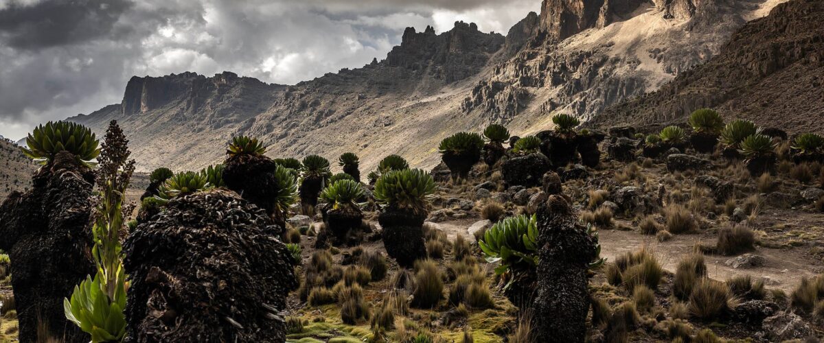Is Kenya Worth the Cost vs Tanzania for a Safari?