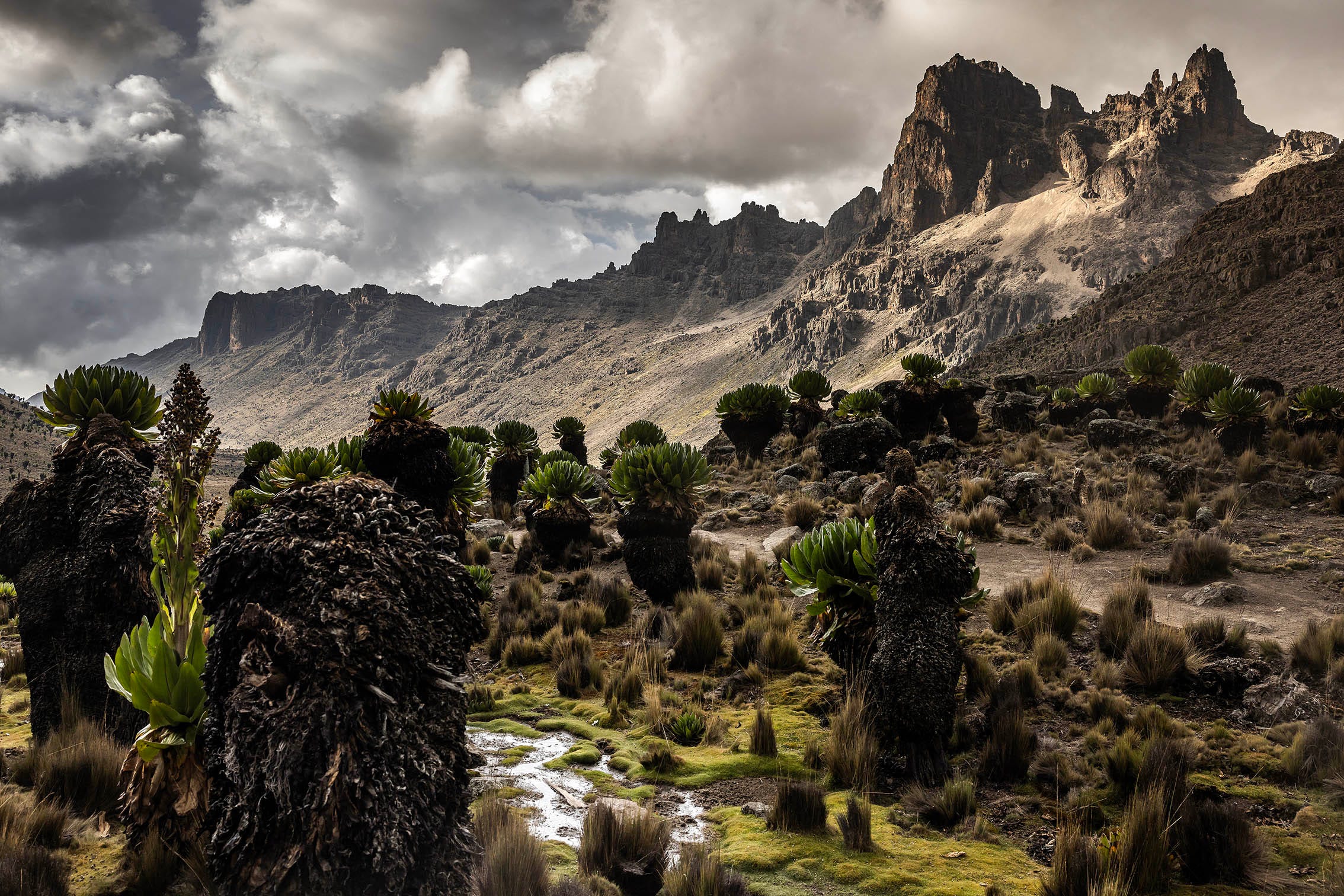 Is Kenya Worth the Cost vs Tanzania for a Safari?