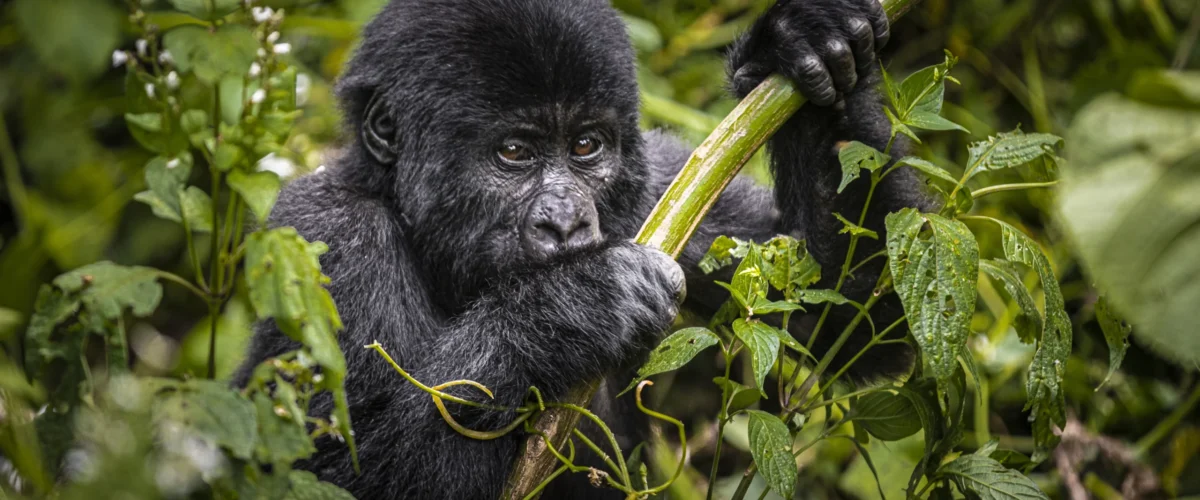 Mountain Gorilla Behaviour