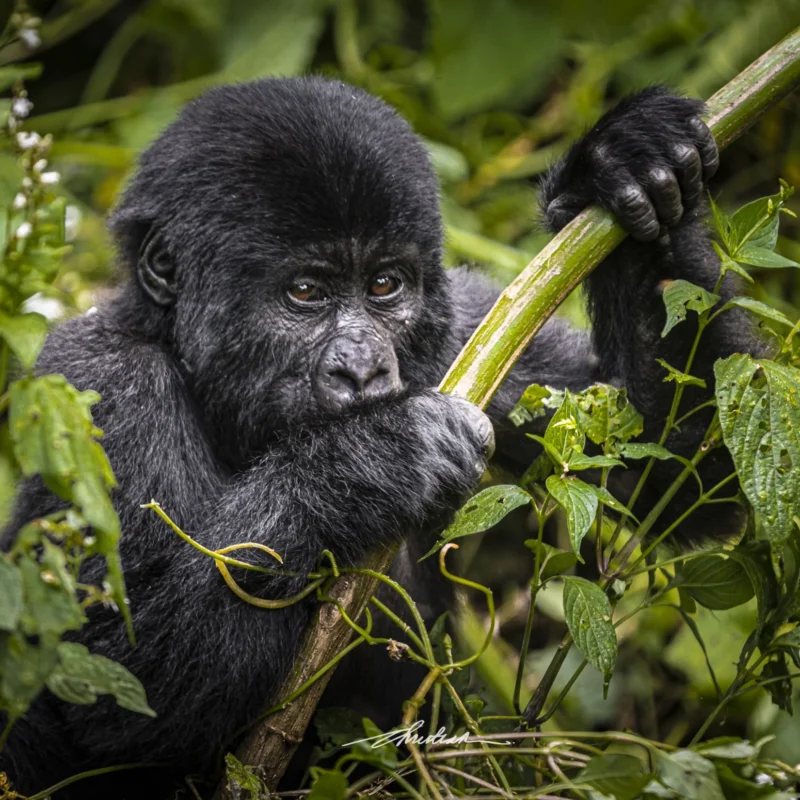 Mountain Gorilla Behaviour