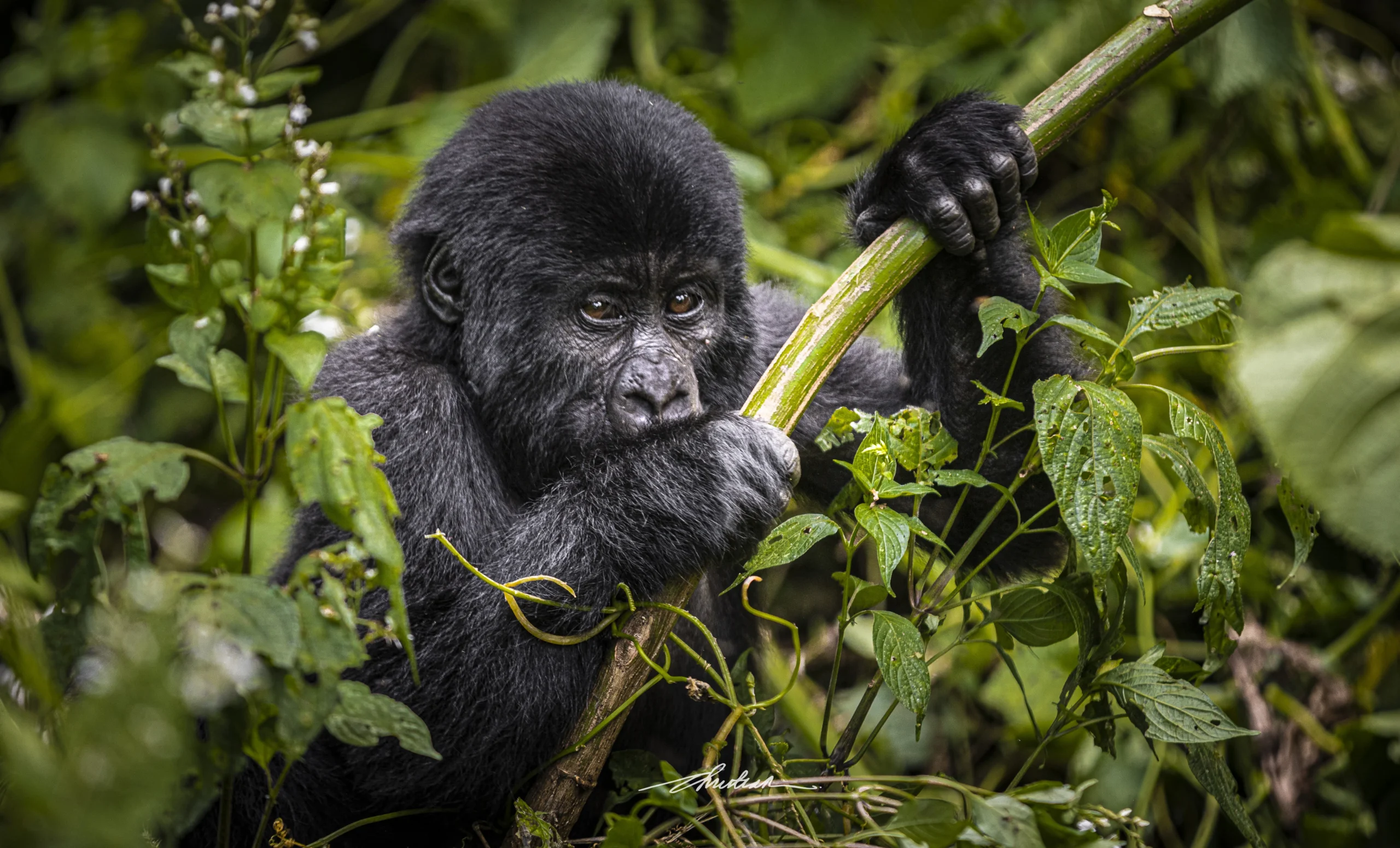 Mountain Gorilla Behaviour