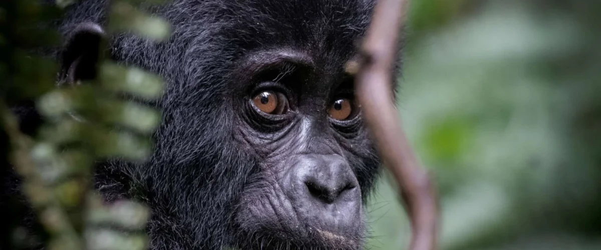What Actually Happens on a Gorilla Trek