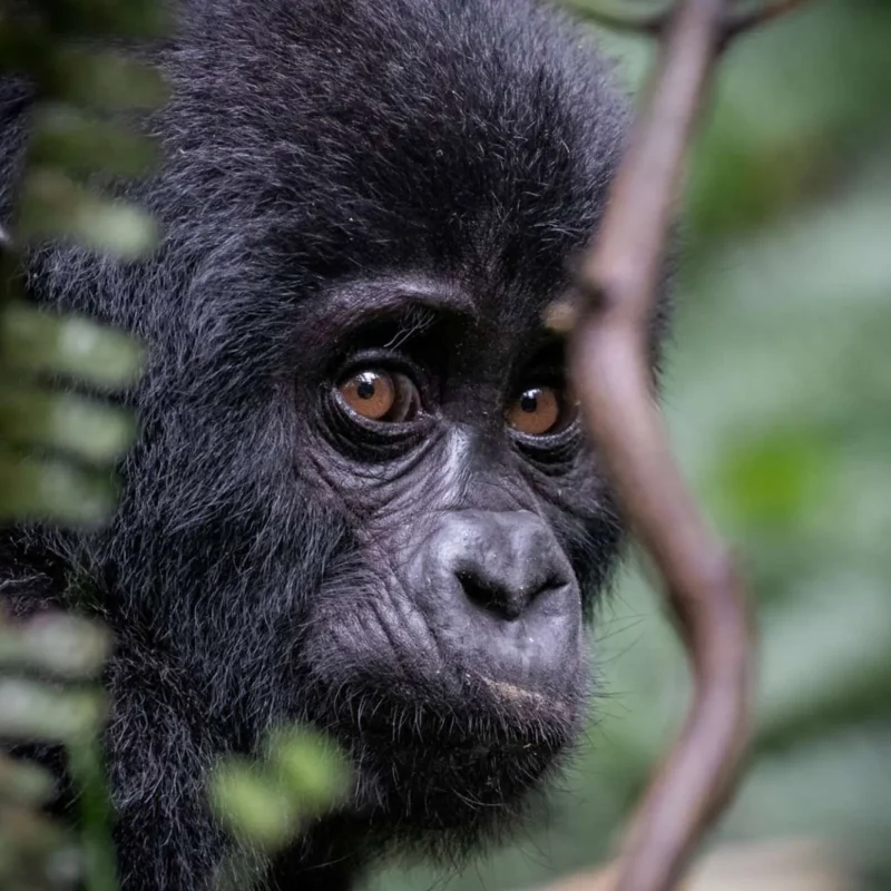 What Actually Happens on a Gorilla Trek