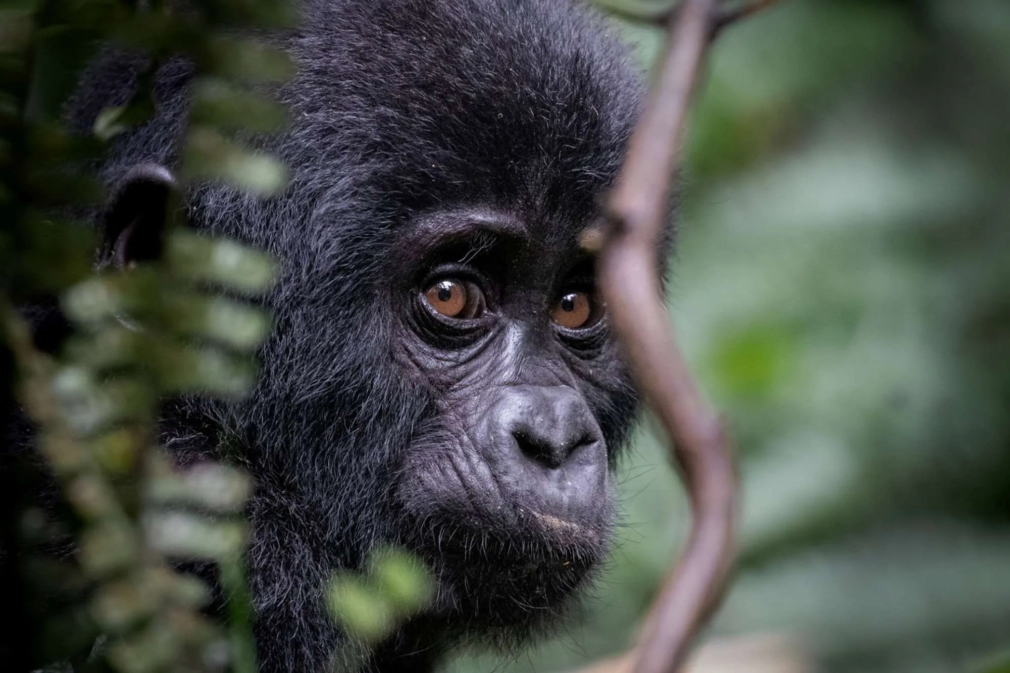 What Actually Happens on a Gorilla Trek