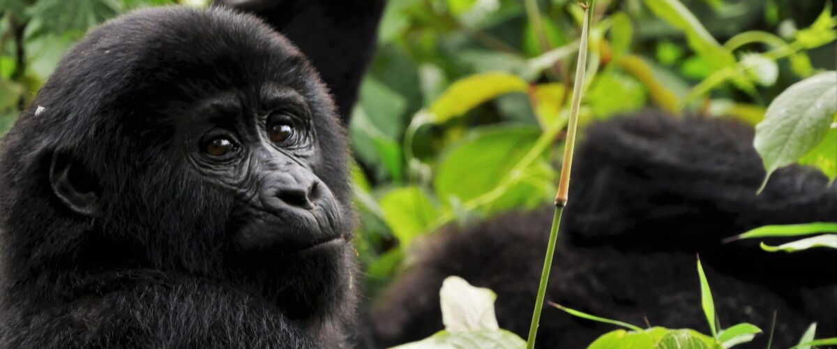 Private vs Group Rwanda Gorilla Trek