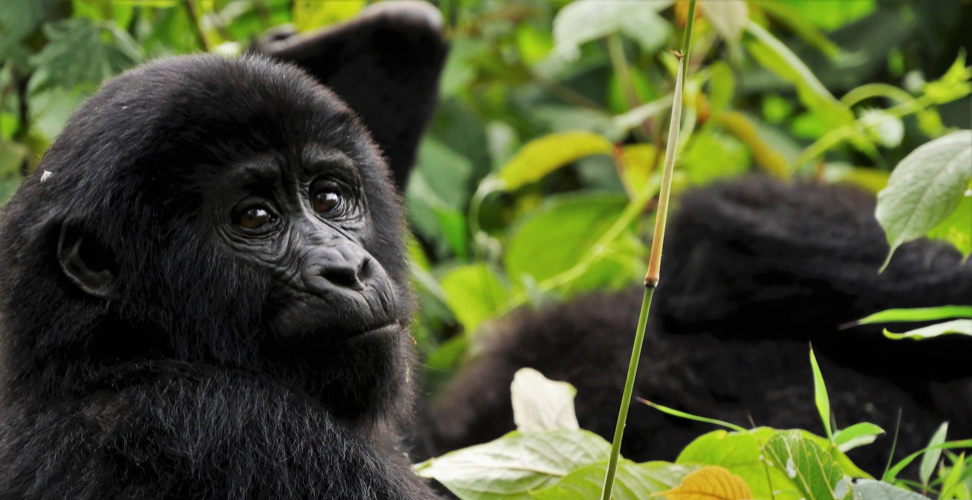 Private vs Group Rwanda Gorilla Trek