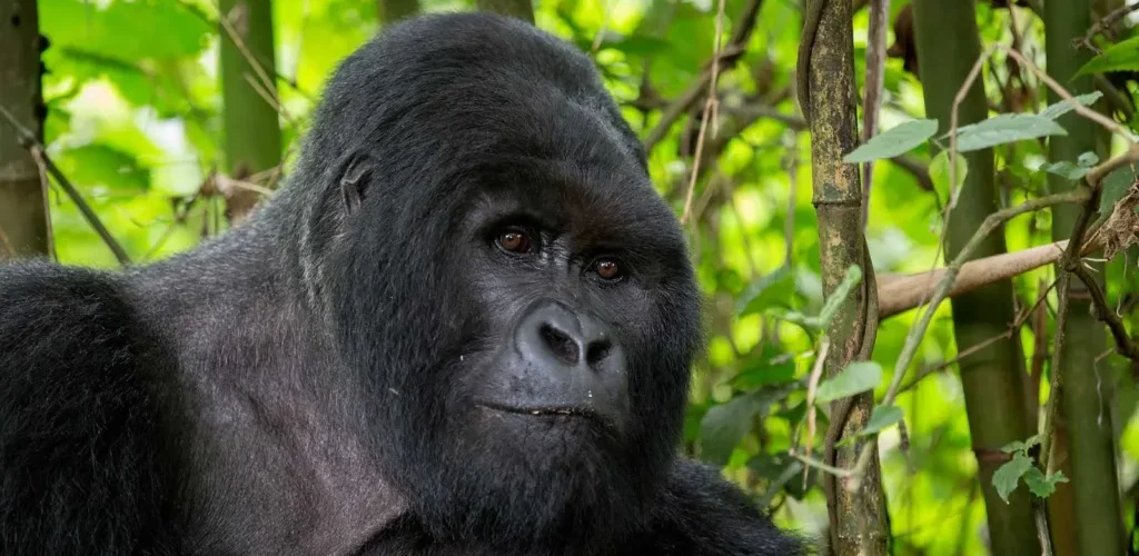 Travel Insurance for a Rwanda Gorilla Safari
