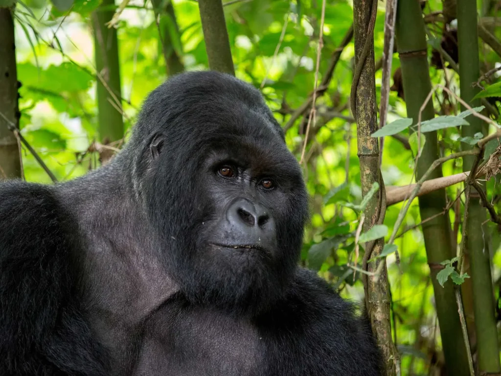 Travel Insurance for a Rwanda Gorilla Safari