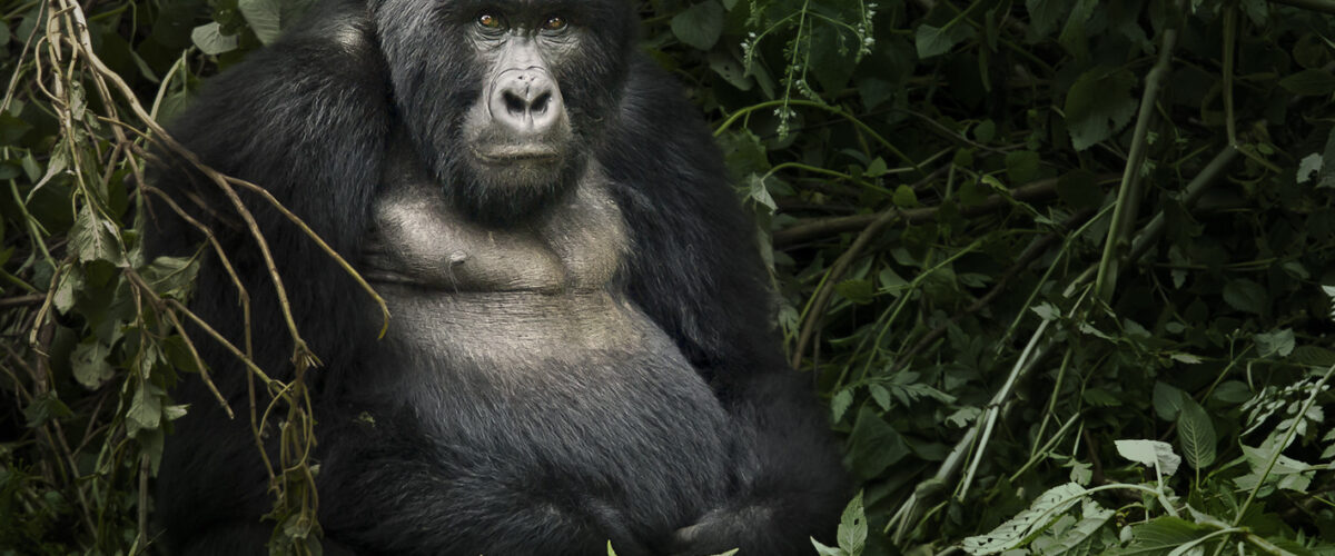 Uganda and Rwanda Combined Safari