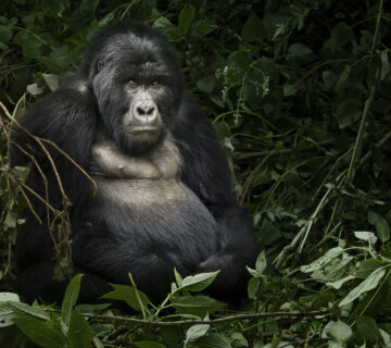 Uganda and Rwanda Combined Safari