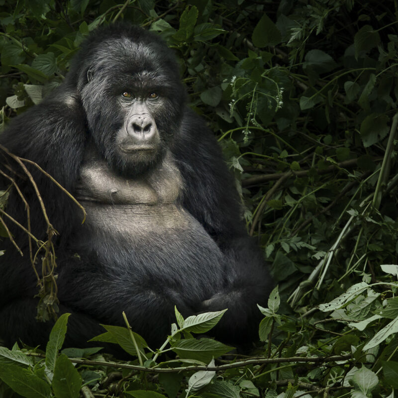 Uganda and Rwanda Combined Safari Uganda and Rwanda Combined Safari