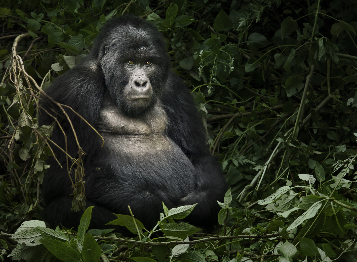 Uganda and Rwanda Combined Safari