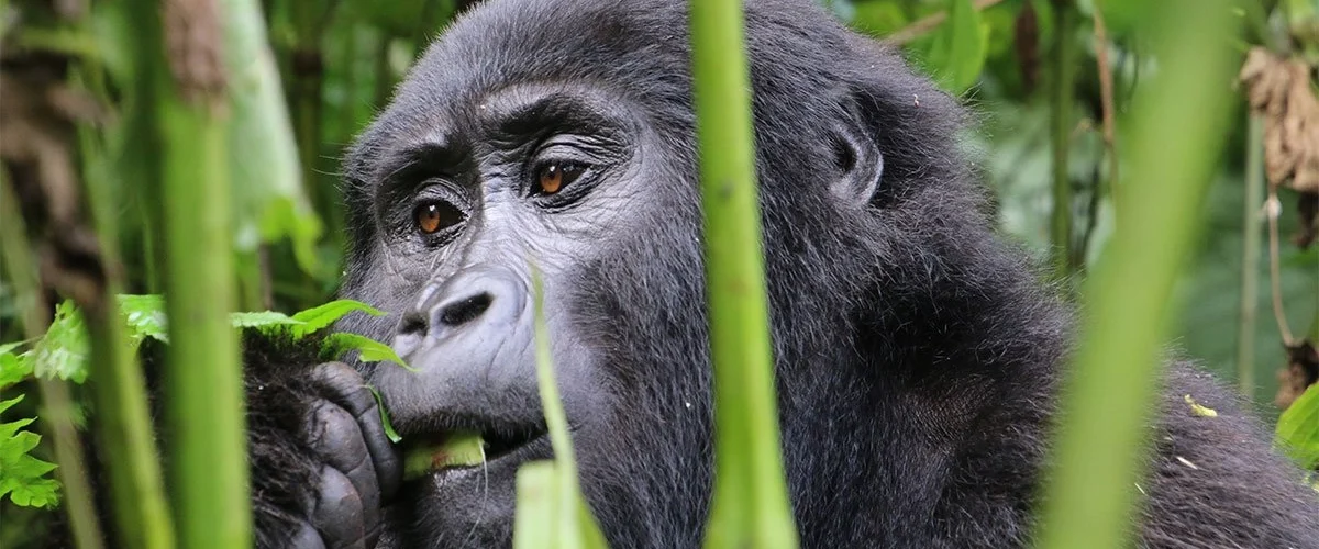 Rwanda and Kenya Combined Safari