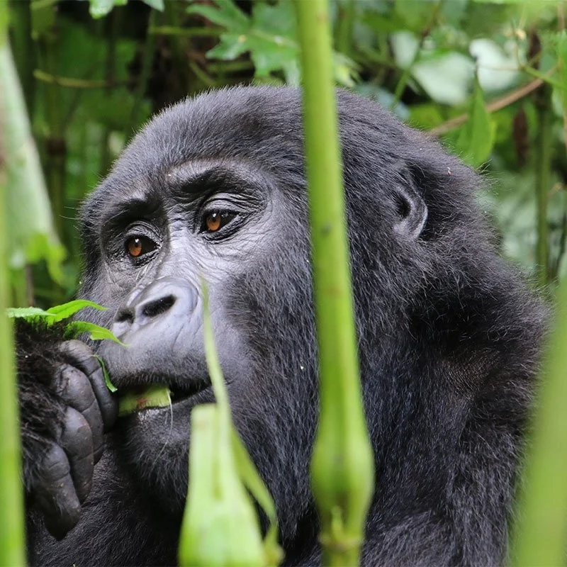 Rwanda and Kenya Combined Safari