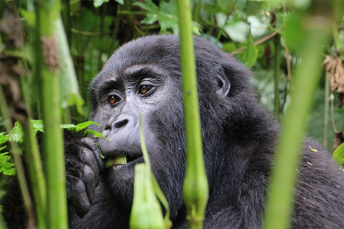 Rwanda and Kenya Combined Safari