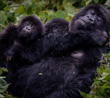 How Rwanda Became Africa’s Conservation Model