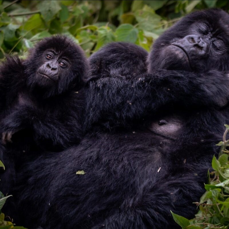 How Rwanda Became Africa’s Conservation Model